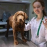 Labrador Vaccinations: A Complete Guide for a Healthy Dog