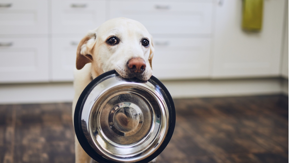 Nutrition for Labrador