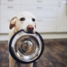 Issue Nutrition for Labrador: A Comprehensive Guide