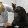 Labrador Ear Infections Causes and solutions