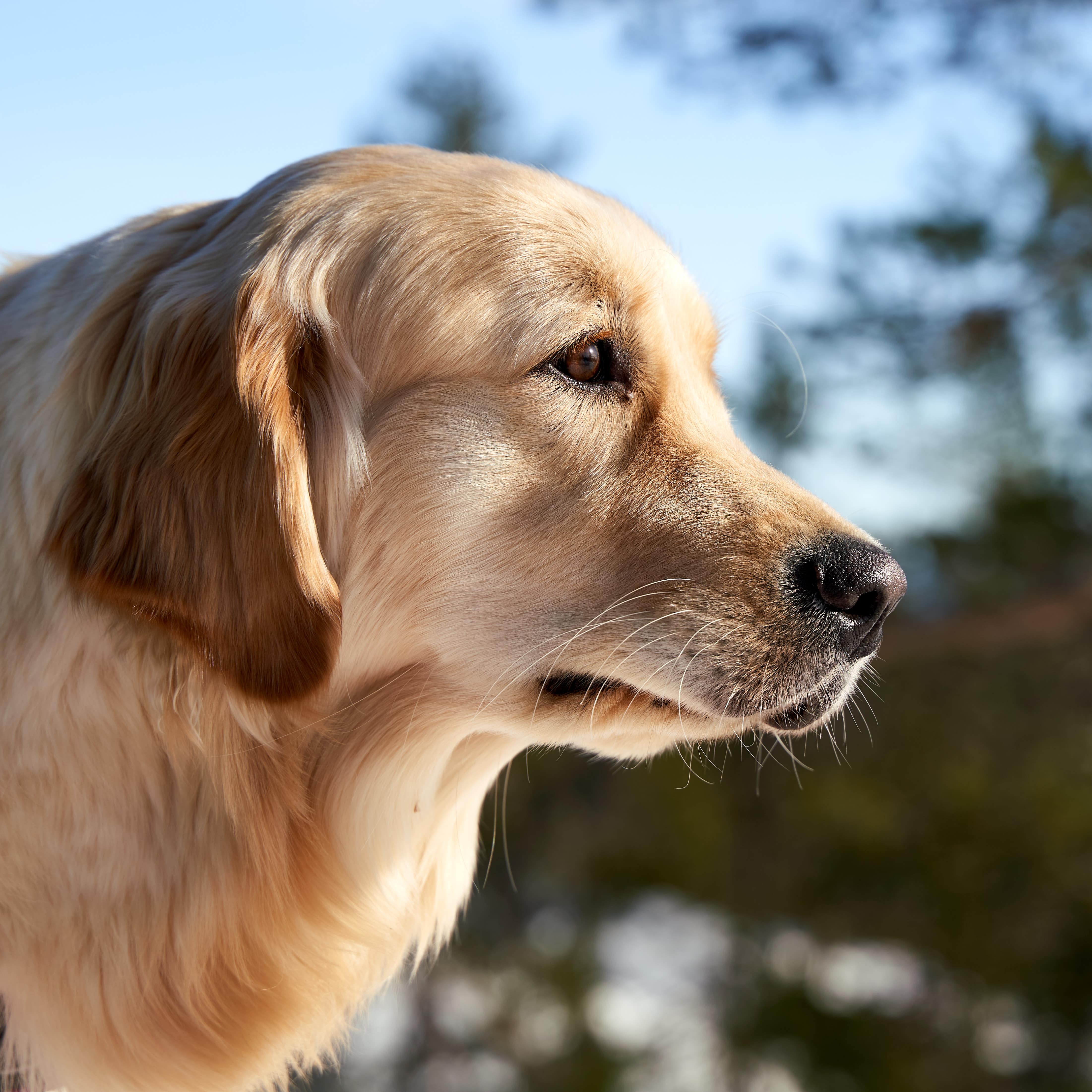 Labrador Retrievers