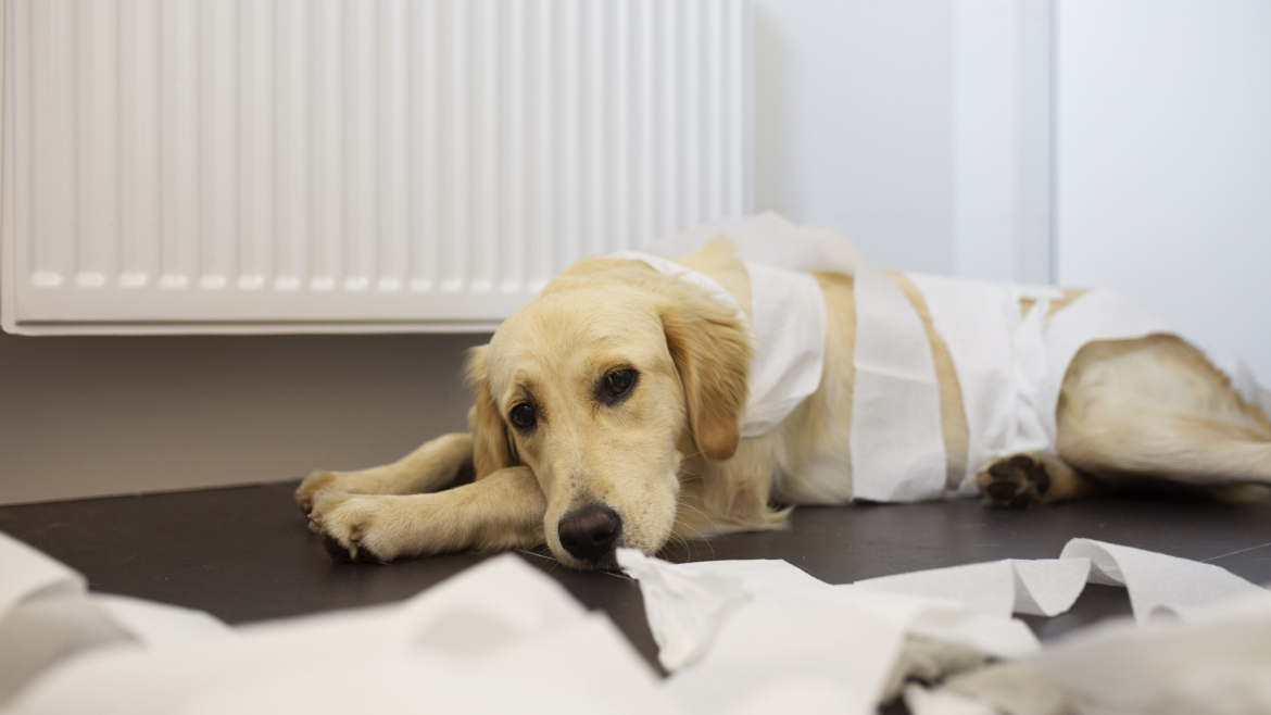 Deceased and Health Issues Labrador: Understanding Your Pet’s Wellness