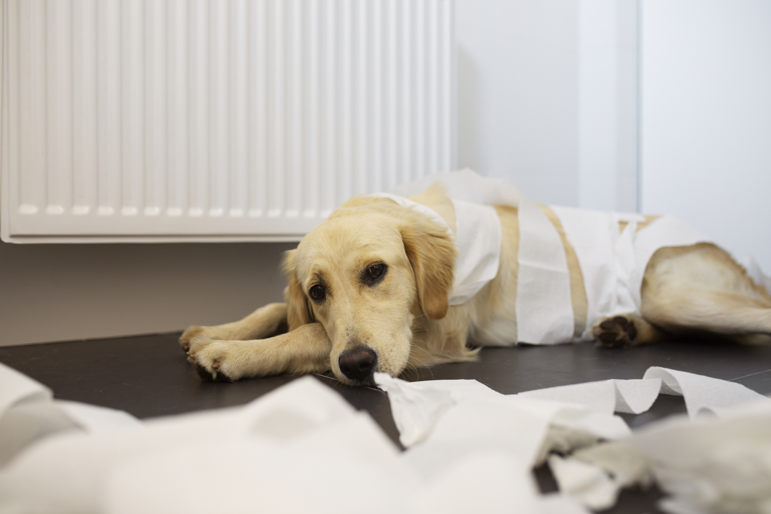 Deceased and Health Issues Labrador: Understanding Your Pet’s Wellness