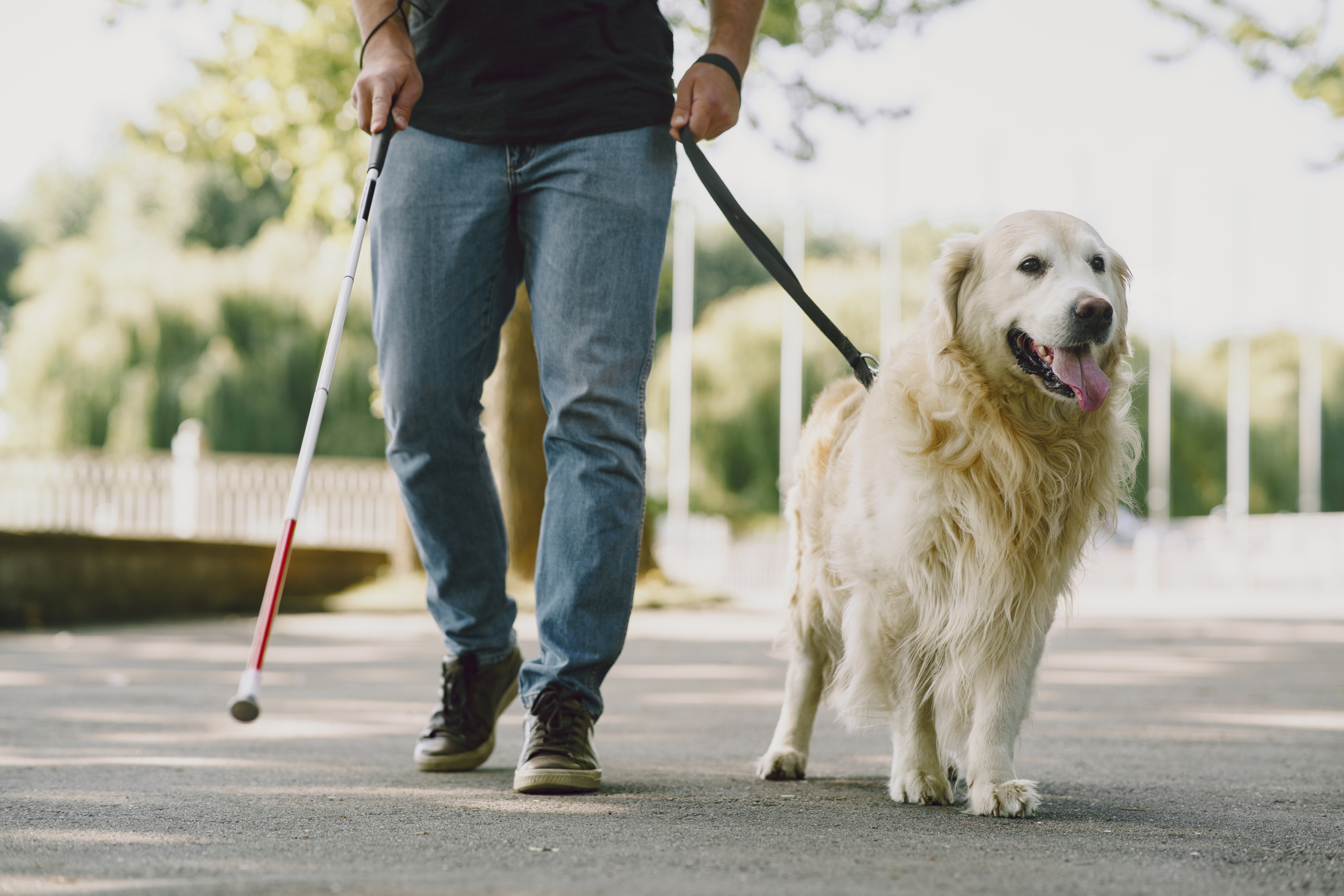 The Labrador Retriever: A Trusted Companion for the Visually Impaired