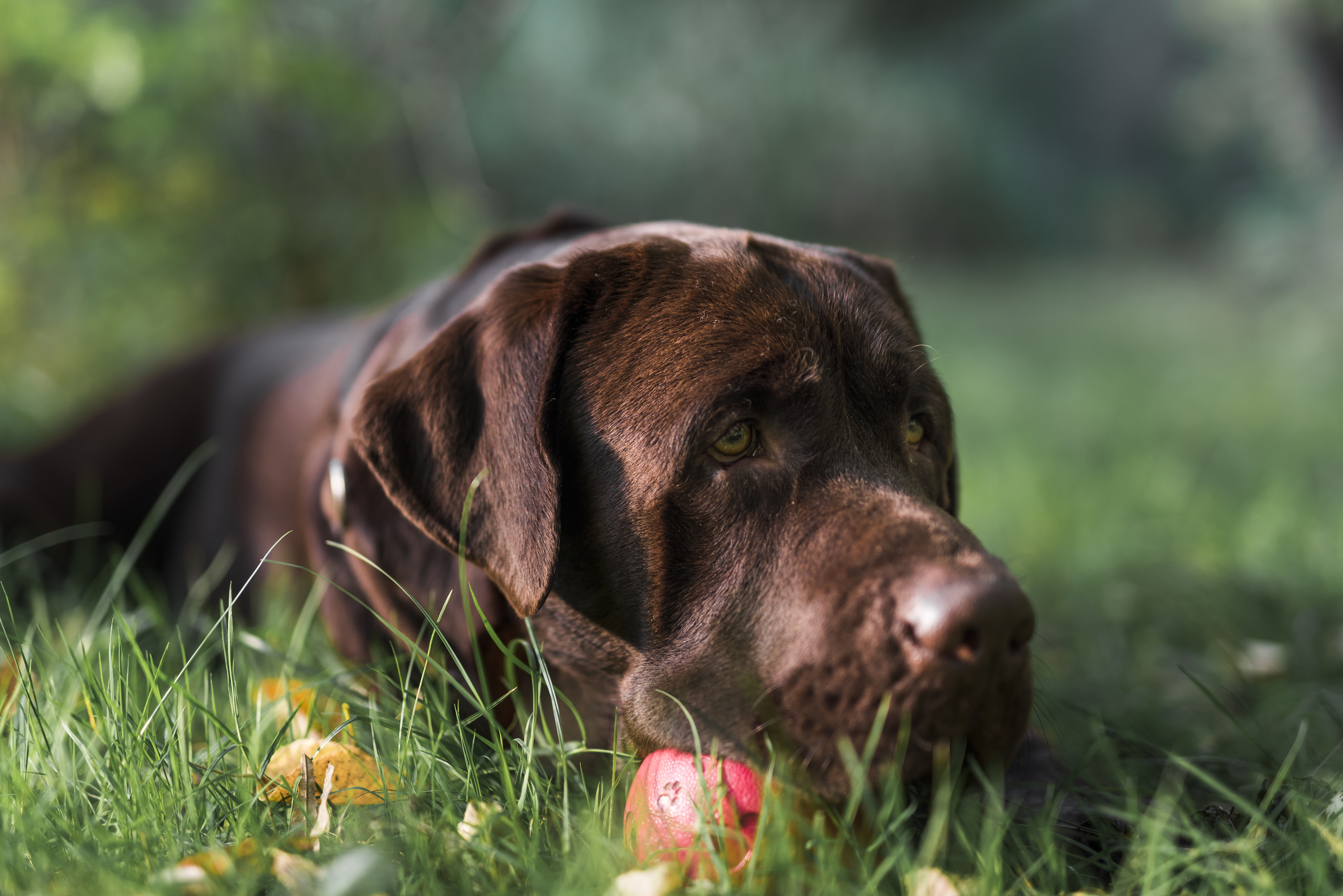 Insects Living in a Labrador’s Coat