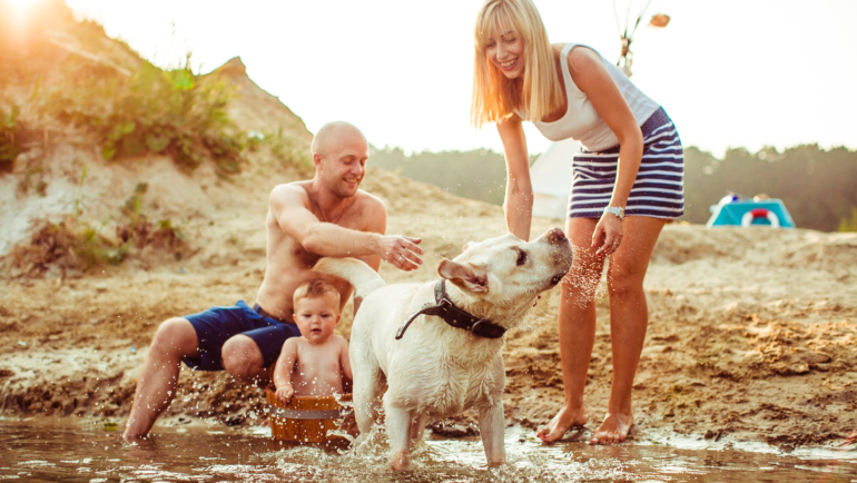 Labrador Retrievers Family Dog