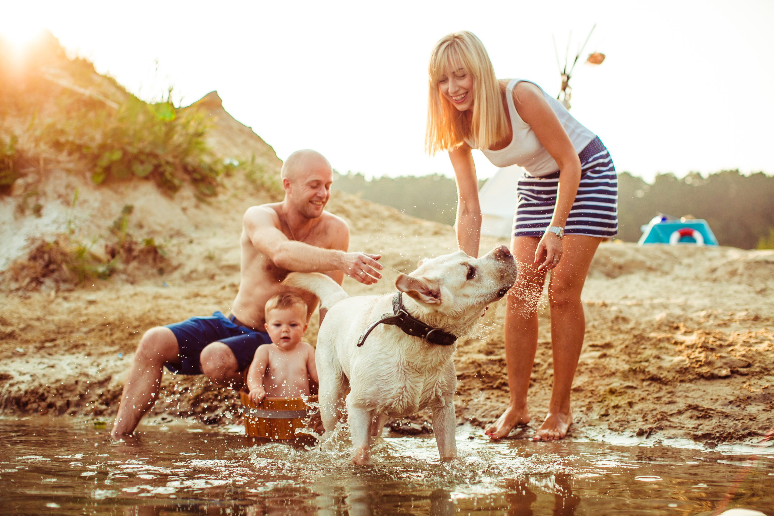 Labrador Retrievers Family Dog